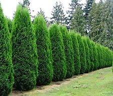 Emerald green arborvitae for sale  Pelzer