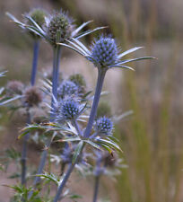 Spanischer mannstreu eryngium gebraucht kaufen  Bad Zwischenahn