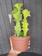 Euphorbia grandicornis plant usato  Casatenovo