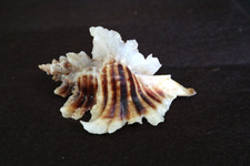 Beautiful large three for sale  Redondo Beach