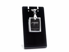 American quarter cheval d'occasion  Expédié en France