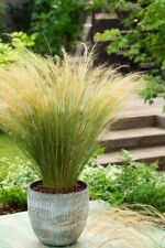 Zartes federgras stipa gebraucht kaufen  Wurzen