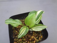 Hosta kikutii var. d'occasion  Expédié en Belgium