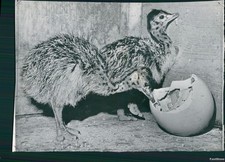 1962 ostriches eggs for sale  Germantown