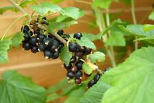 Blackcurrant fruit hardy for sale  PAIGNTON