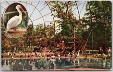 Cartão postal interior da gaiola voadora parque zoológico de Nova York vistas de pelicano branco comprar usado  Enviando para Brazil
