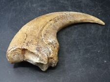 Griffe baryonyx résine d'occasion  Frejus