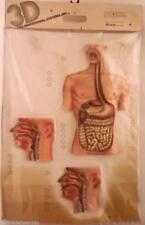 Modello anatomico tavola usato  Italia