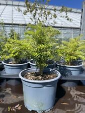 Abies koreana korean for sale  CHORLEY