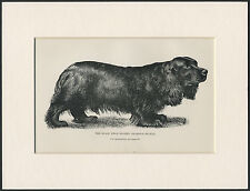 Field spaniel named for sale  COLEFORD