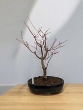 japanese maple bonsai tree for sale  YORK