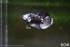 Live betta hmpk for sale  Miami