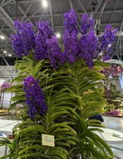 vanda orchids for sale vanda orchids for sale Miami Beach