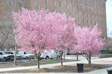 Flowering cherry blossom for sale  LONDON