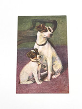 Jack russell terriers for sale  Tucson