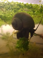 Live small large for sale  Great Neck