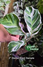 Calathea white fusion for sale  West Covina