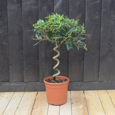 Olive tree twisted for sale Olive tree twisted for sale  IPSWICH