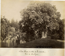 Paris bois boulogne d'occasion  Expédié en Belgium