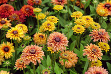 Flower rudbeckia sahara for sale  SALISBURY