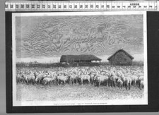 G806 / GRAVURE /  TROUPEAU DE MOUTONS DANS LA PAMPA comprar usado  Enviando para Brazil