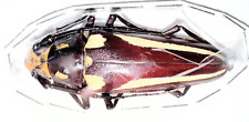 Callipogon lemoinei 57mm for sale  Shipping to United States