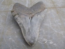 Shark tooth requin d'occasion  Valence