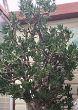 Money tree jade for sale  WELLING