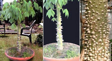 Kapok baum ceiba gebraucht kaufen  Kaiserslautern