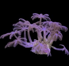 Live soft coral for sale  Tampa