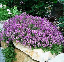 Creeping thyme seeds for sale  Ithaca