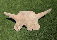 Historic bison buffalo for sale  Goodyear