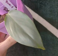 Philodendron silver sword for sale  Byhalia