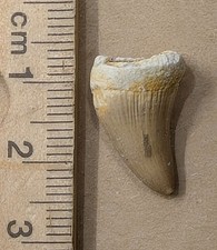 Fóssil do Cretáceo Tardio da Idade dos Dinossauros 70 Milhões de Anos DENTE DE MOSASSAURO (#Z457), usado comprar usado  Enviando para Brazil