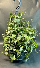 Ceropegia woodii green for sale  HELSTON
