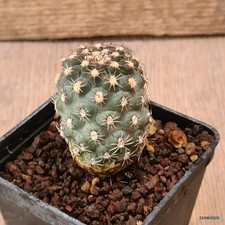 D6170 sclerocactus mesae usato  Montefalco