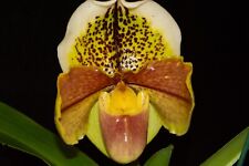 Paphiopedilum butter mochi for sale  Petaluma