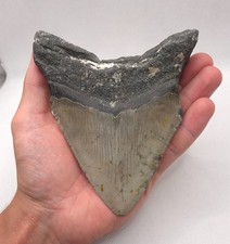 Kantenlänge großer megalodon gebraucht kaufen  Puchheim