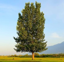 Fully rooted hybrid for sale  Russellville