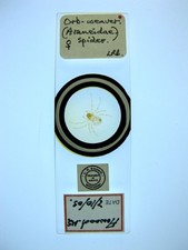 Vintage microscope slide for sale  BRISTOL