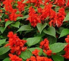 Scarlet sage flower for sale  Berwyn