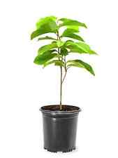 dwarf apple trees for sale dwarf apple trees for sale Greenville