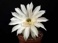 Echinopsis hybride weiß gebraucht kaufen  Lohr a.Main