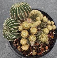 8cm geohintonia mexicana for sale  Shipping to United Kingdom