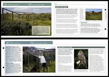 Heligoland trap birds for sale  SLEAFORD