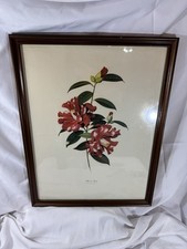 American camelia society for sale  Opelika