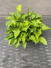 Funkie hosta goldene gebraucht kaufen  Metzingen