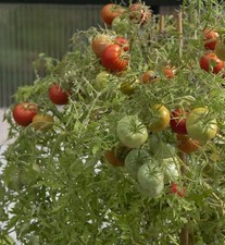 Tomatensamen usa sorte gebraucht kaufen  Beilngries