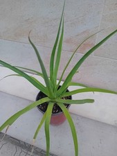 Agave bracteosa usato Agave bracteosa usato  Bisceglie