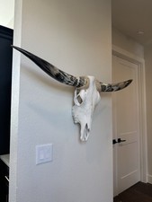 Striking authentic longhorn for sale  Dripping Springs